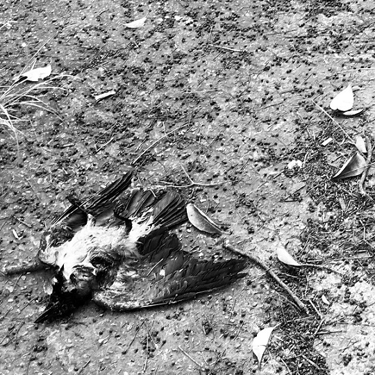 The Magnificent Regression